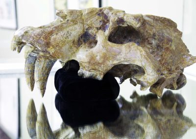 Crani del GRAN felí de dents de sabre